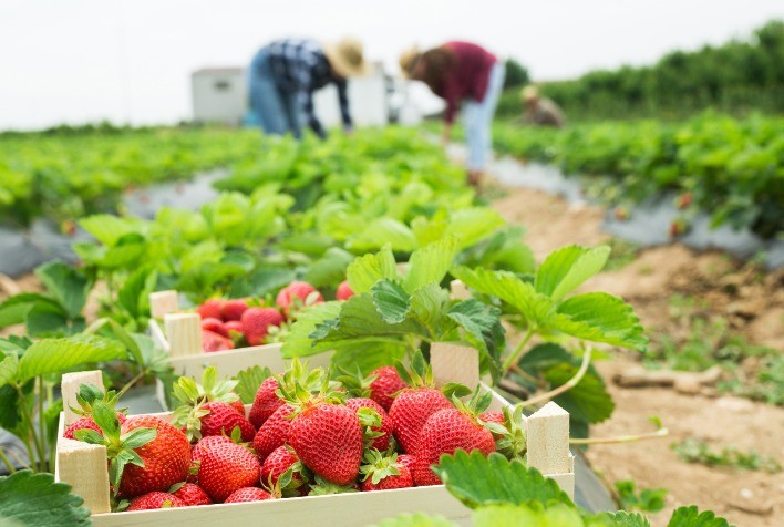 Calor: o vilão das plantações de hortifruti